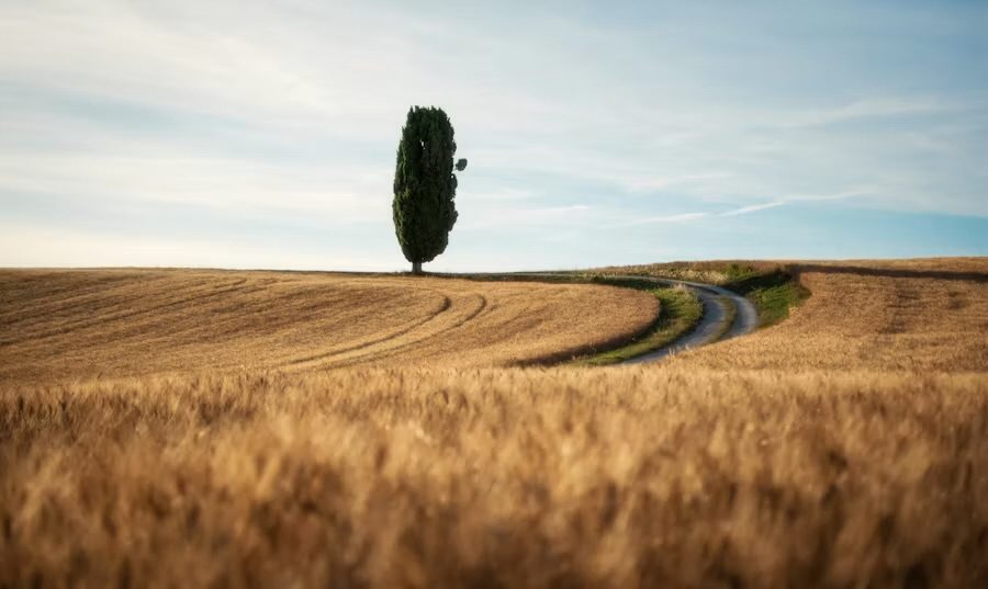 Weites Kornfeld mit einer einzelnen Zypresse am Horizont
